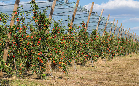 groupe-blottiere-1961