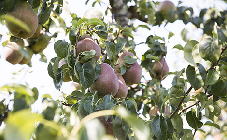 groupe-blottiere-2011