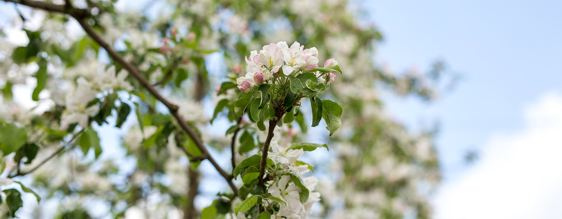 groupe-blottiere-contact