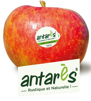 groupe-blottiere-marques-antares