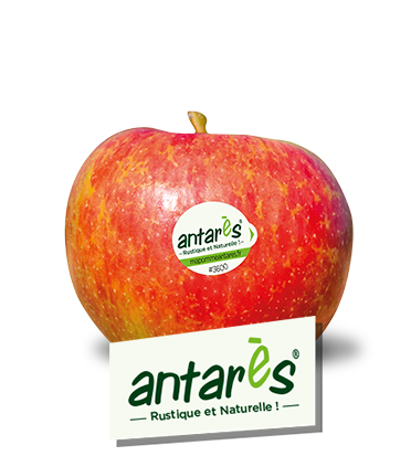 marque-pomme-antares